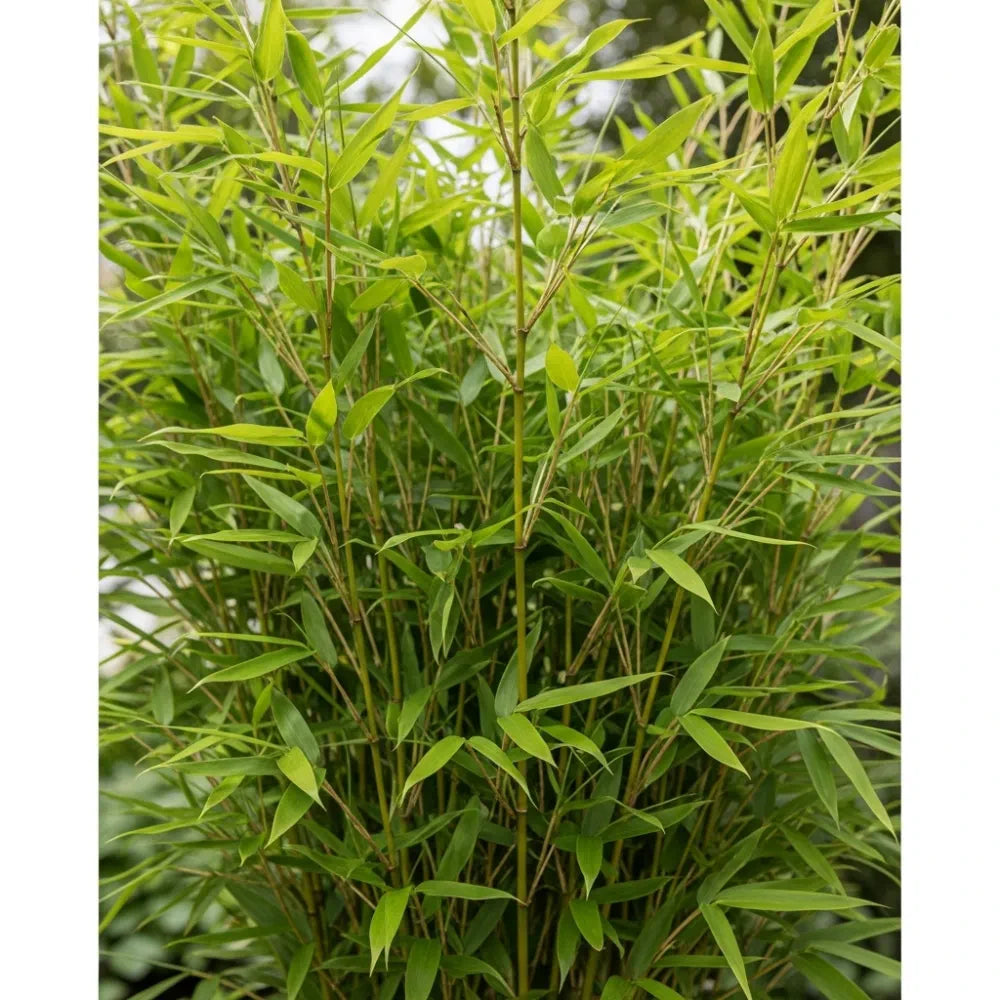 4ft Dragon Head Bamboo | 5L Pot