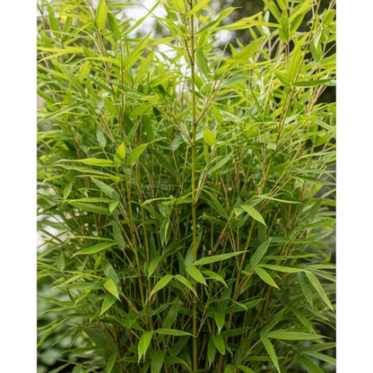 4ft Dragon Head Bamboo | 5L Pot