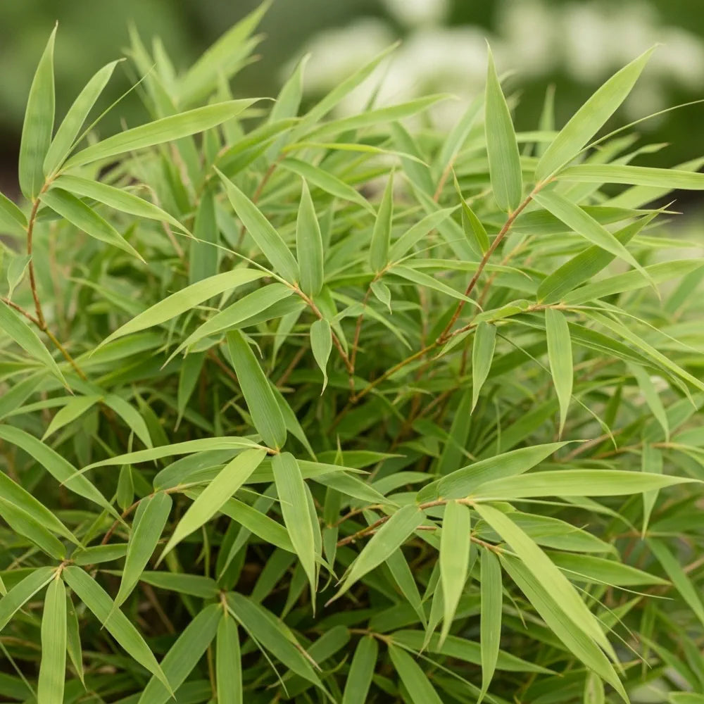 4ft Dragon Head Bamboo | 5L Pot