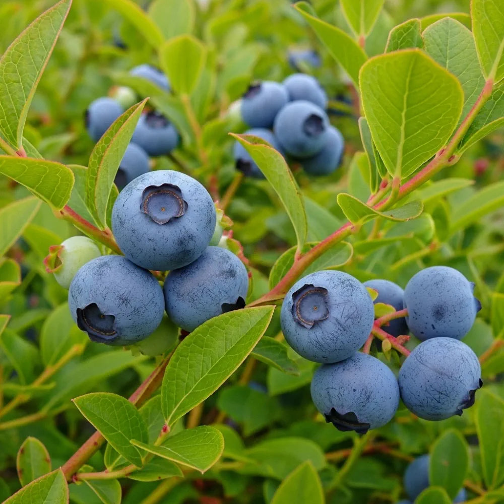 60cm 'Draper' Blueberry Bush | 2L Pot