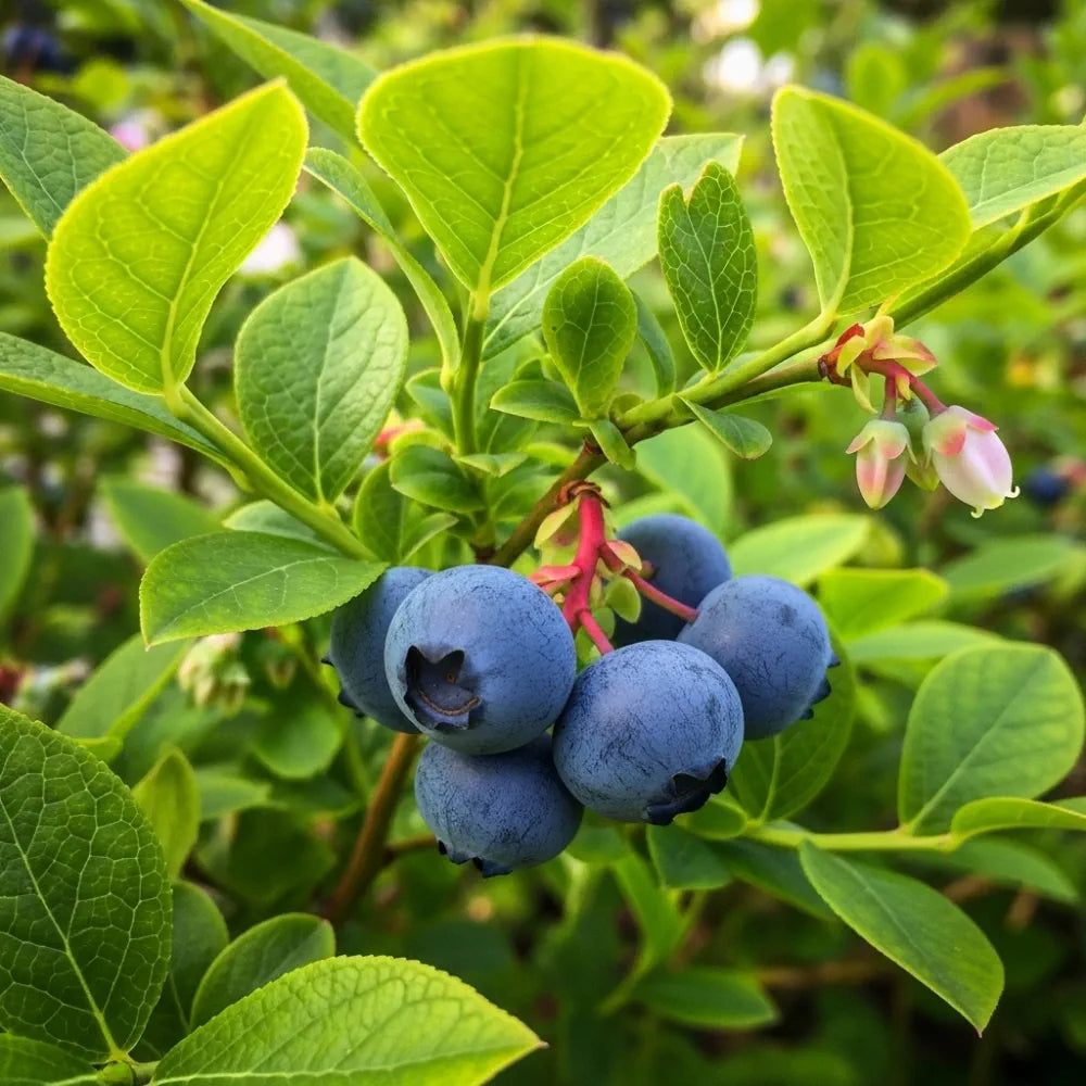 1ft Duke Blueberry Bush | 9cm Pot