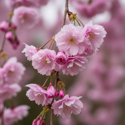 5ft Dwarf Weeping Yoshino Cherry | Prunus yedoensis 'Ivensii' | 2 Years Old | 9L Pot