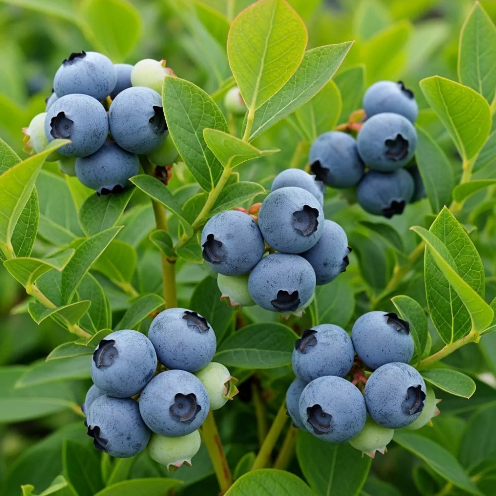 3 Earliblue' Blueberry Plants | 2L Pots