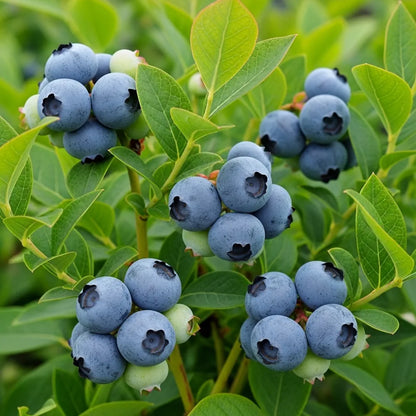 1ft 'Earliblue' Blueberry Bush | 9cm Pot