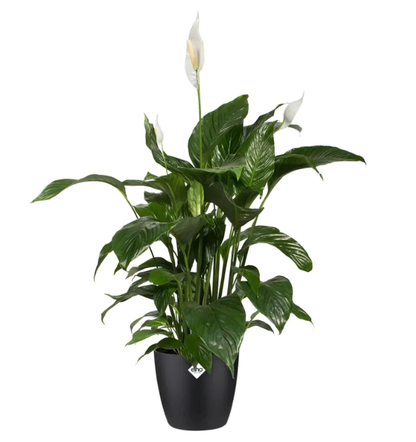 Elho Brussels Round 16 Black Plant Pot