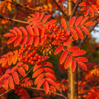 5ft Scarlet Japanese Rowan Tree | Sorbus commixta 'Embley' | 9L Pot  | 2 Years Old