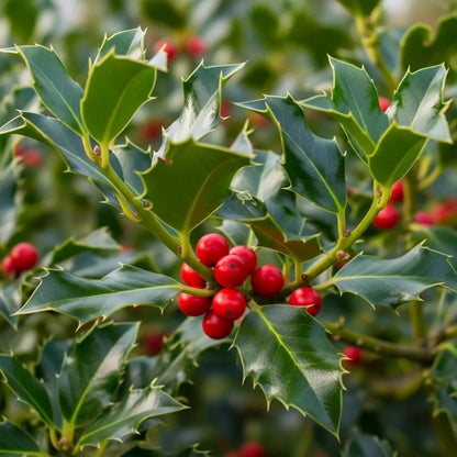 5ft English Holly Tree | Ilex aquifolium | 9L Pot