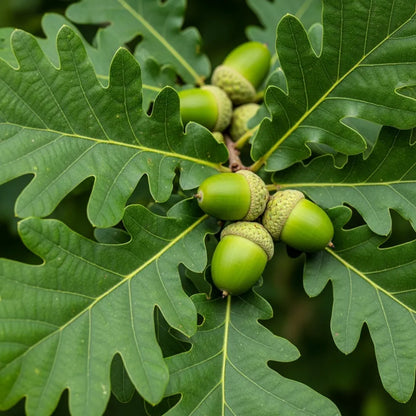 45-60cm English Oak Hedging | Quercus robur | Bare Root