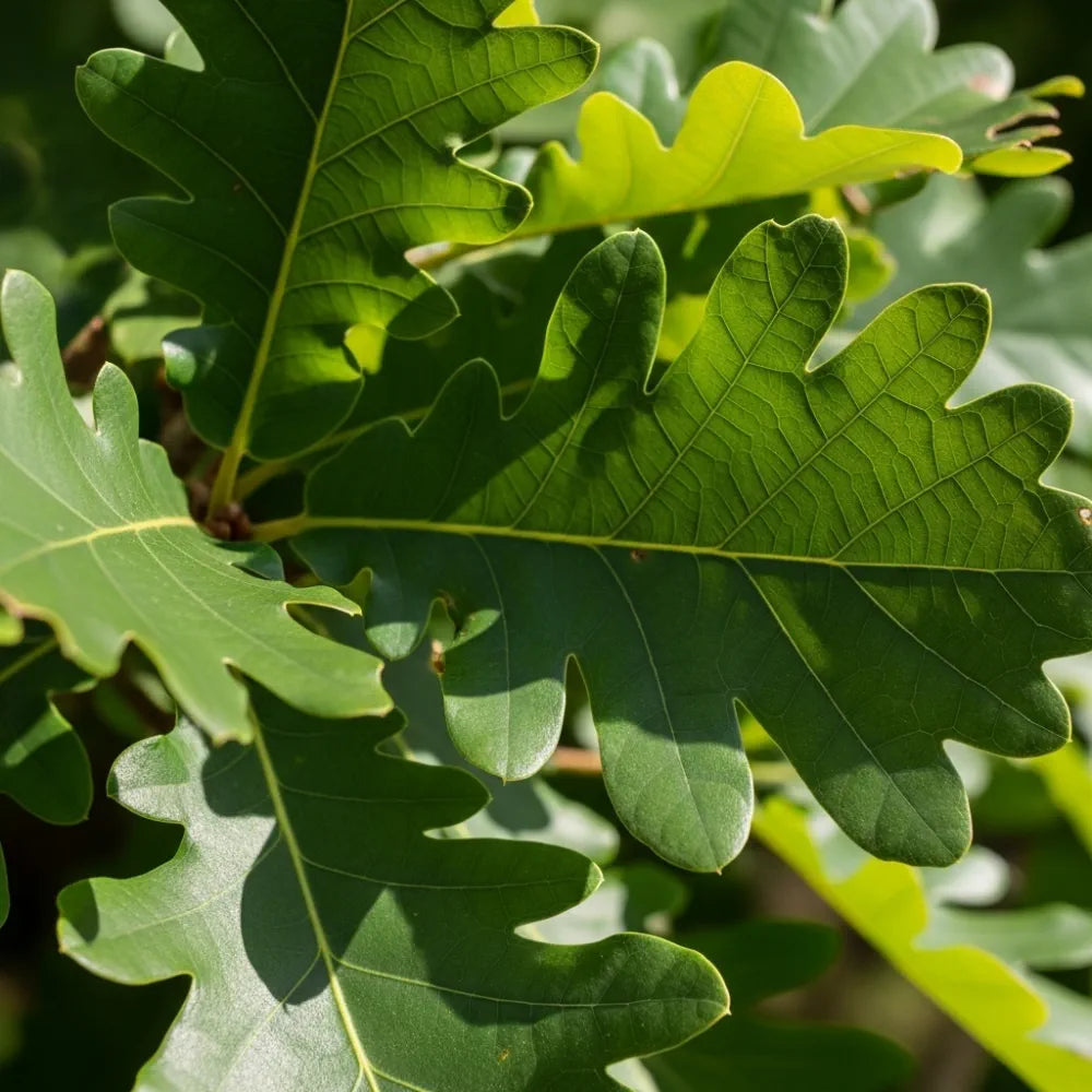 100-125cm English Oak Hedging | Quercus robur | Bare Root