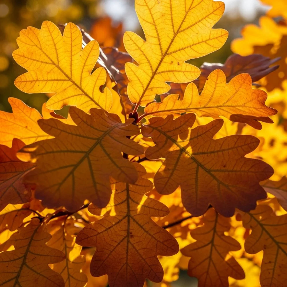 60-90cm English Oak Hedging | Quercus robur | Bare Root
