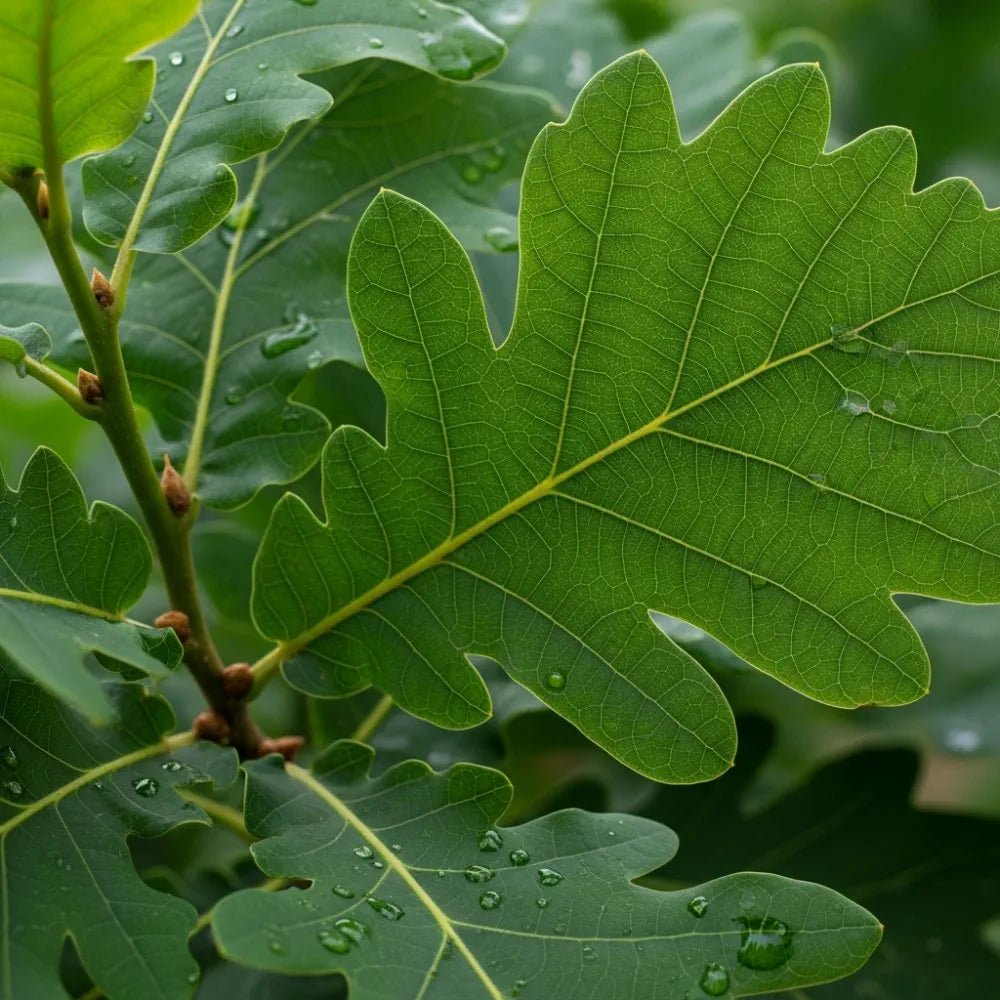 5ft English Oak Tree | Quercus Robur | 9L Pot | 2 Years Old