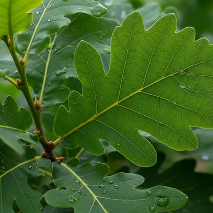 5ft English Oak Tree | Quercus Robur | 9L Pot | 2 Years Old