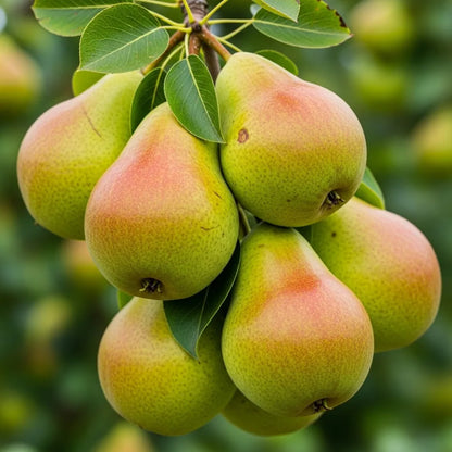 Espalier 'Concorde' Pear Tree | Bare Root