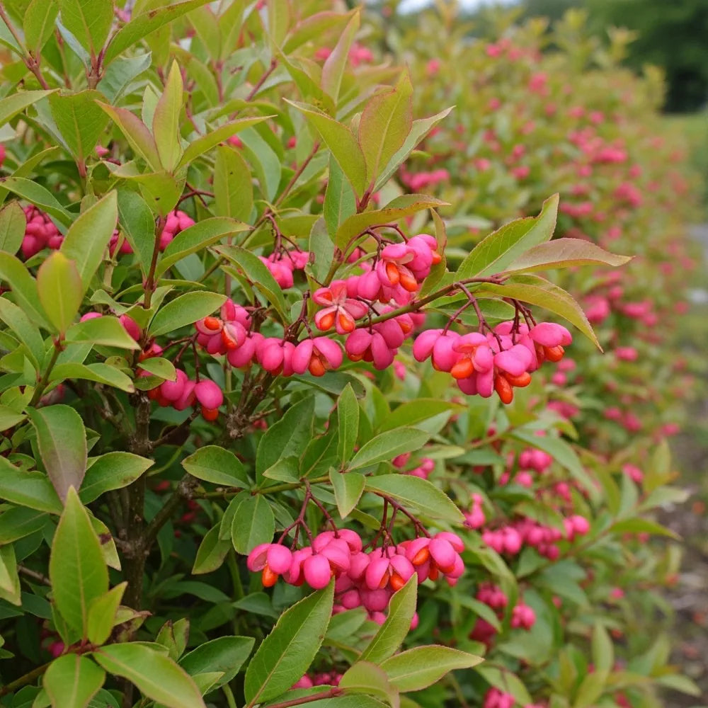 60-90cm European Spindle Hedging | Euonymus europaeus | Bare Root