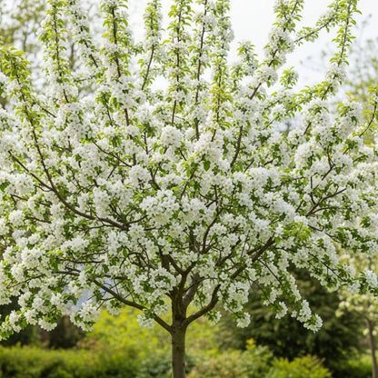 10ft Standard 'Evereste' Crabapple Tree | 8/10cm Girth | Grown in 40L Airpot