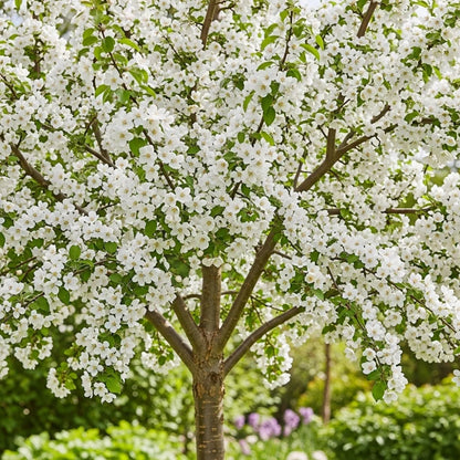 5ft 'Evereste' Crabapple Tree | Bare Root | 2 Years Old