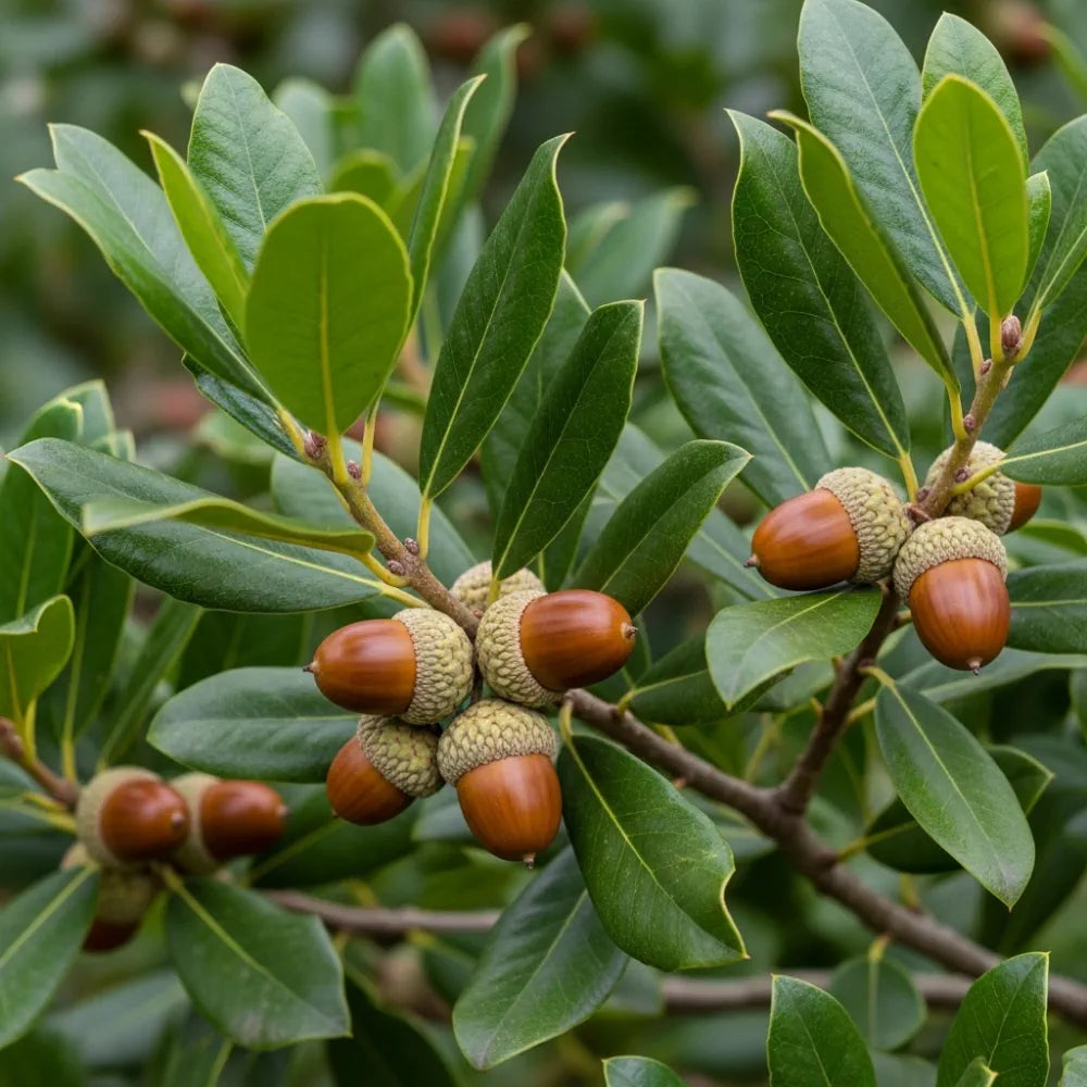 4ft Evergreen Oak Tree | Quercus Ilex | 3L Pot