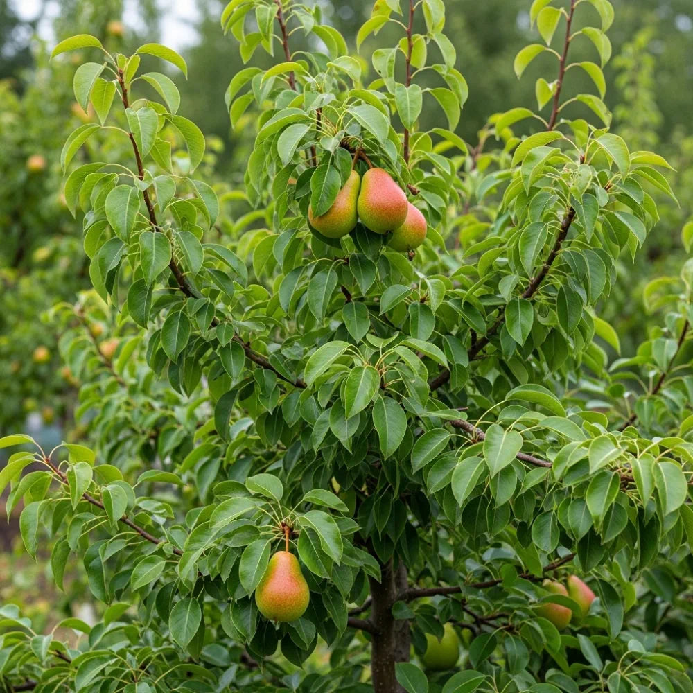 Family Pear Tree | Bare Root