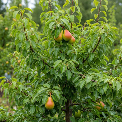 Family Pear Tree | Bare Root