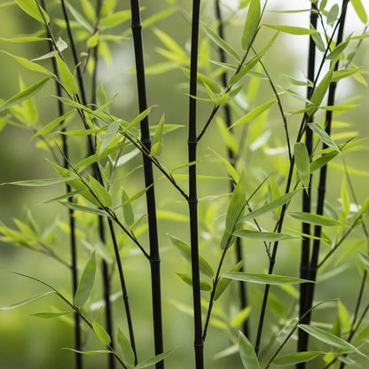 Fargesia nitida Black Pearl | 40-60cm | 3 x 2L Pots