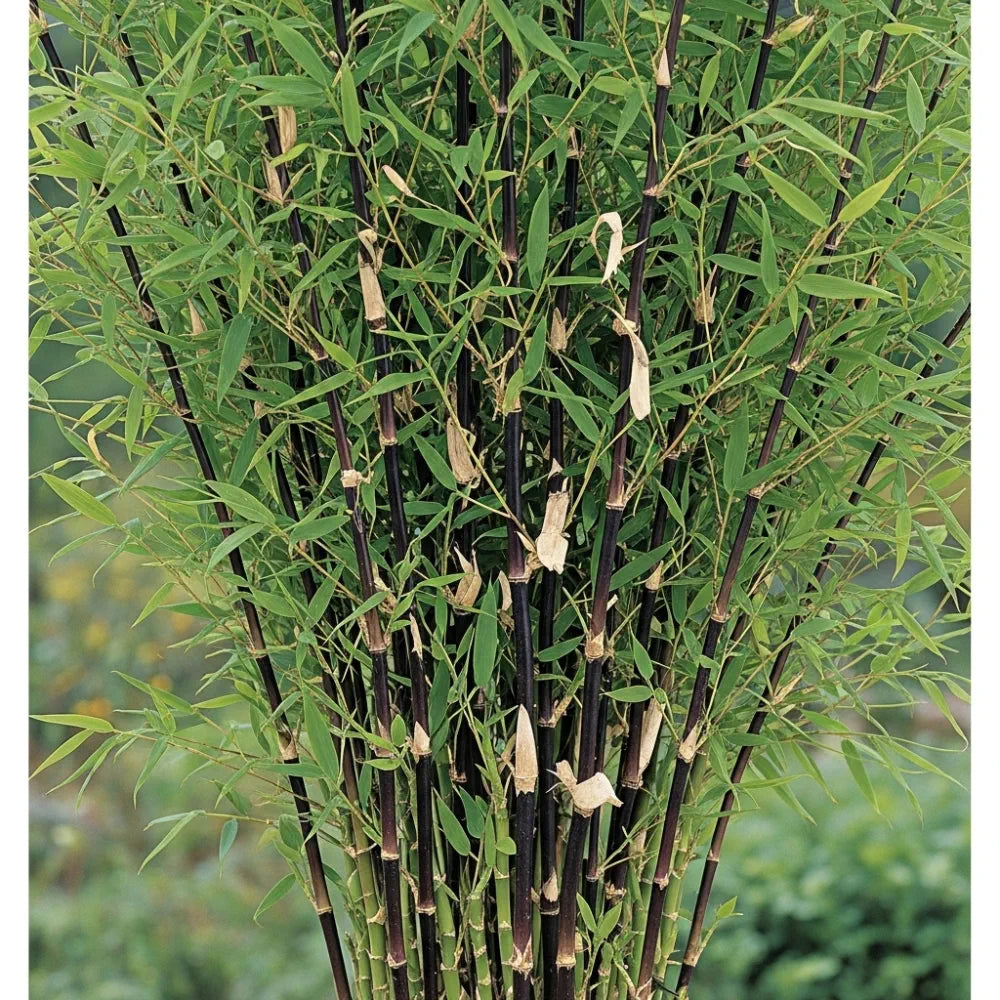 3ft 'Black Pearl' Bamboo | 5L Pot