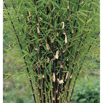 3ft 'Black Pearl' Bamboo | 5L Pot