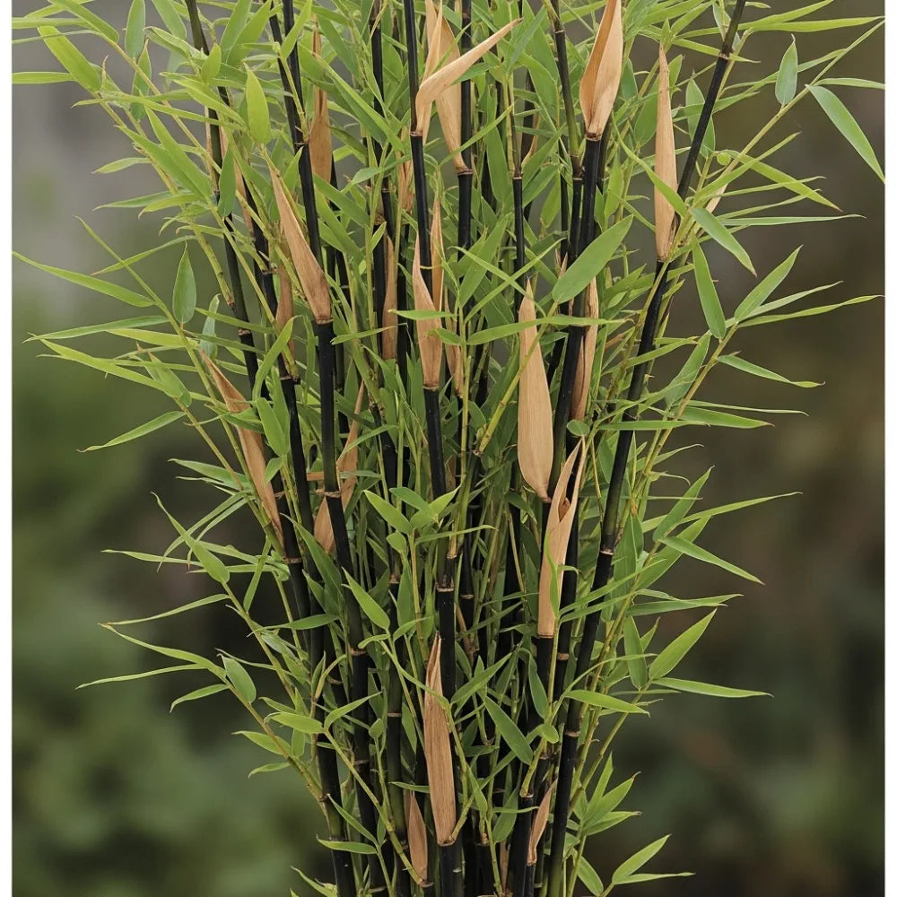 3ft 'Black Pearl' Bamboo | 5L Pot