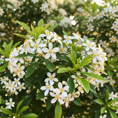 20m Fast Growing Evergreen Hedging Wildlife Mix | Growers' Choice