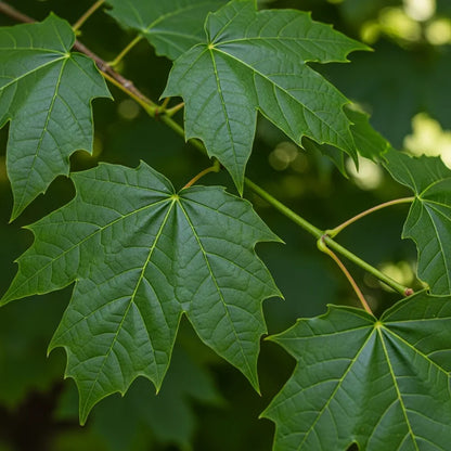 45-60cm Field Maple Hedging | Acer campestre | Bare Root