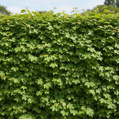 60-90cm Field Maple Hedging | Acer campestre | Bare Root