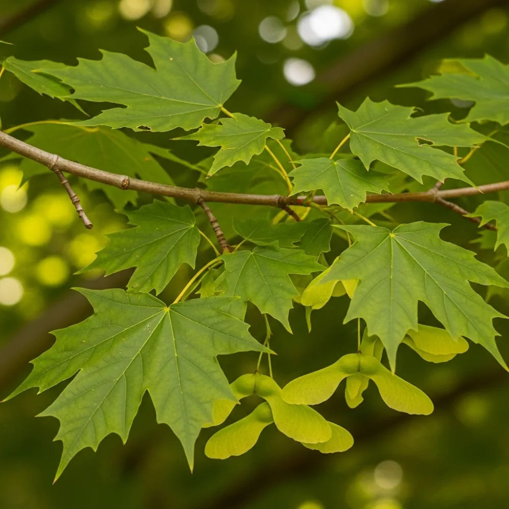 Field Maple Spring 60-90cm Field Maple Hedging | Acer campestre | Bare Root – Planters.co.uk