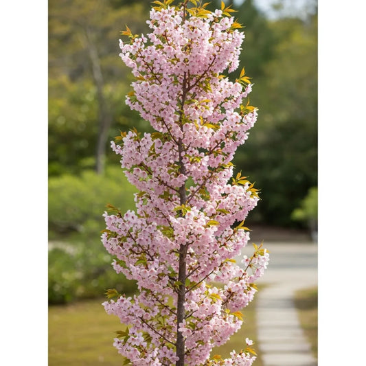 9ft Premium Flagpole Cherry Blossom Tree | Mature Bare Root | Multi-Stem Prunus Amanogawa
