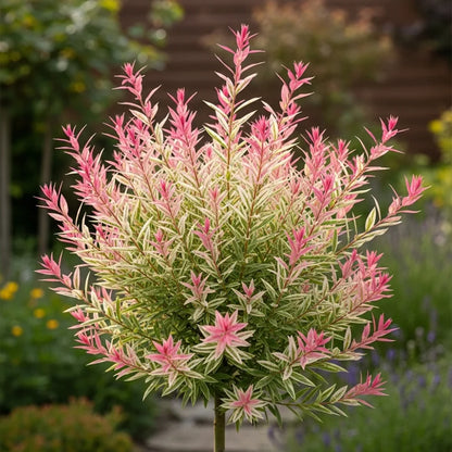 6ft 'Flamingo' Willow Tree | XL Salix Integra Hakuro Nishiki | 7.5L Pot