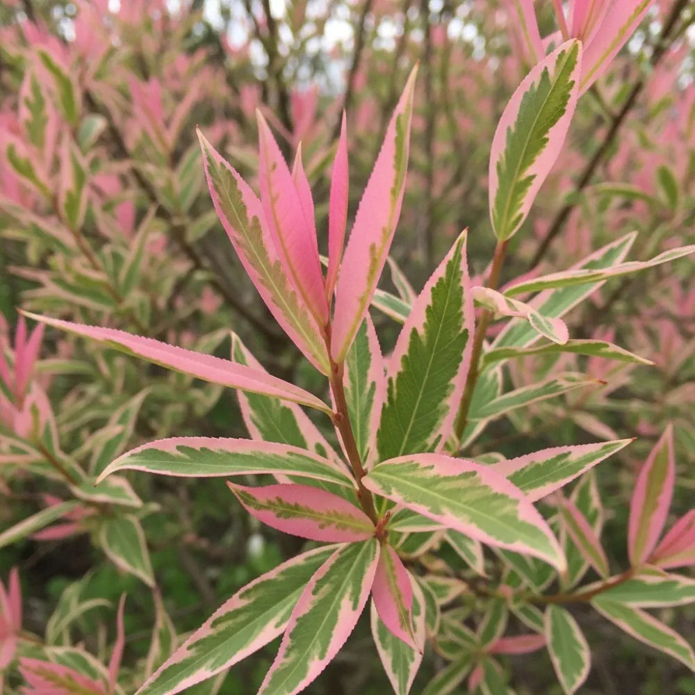 Pair of 4ft Flamingo Willow Trees | Salix Integra Hakuro Nishiki | 2 x 3L Pot