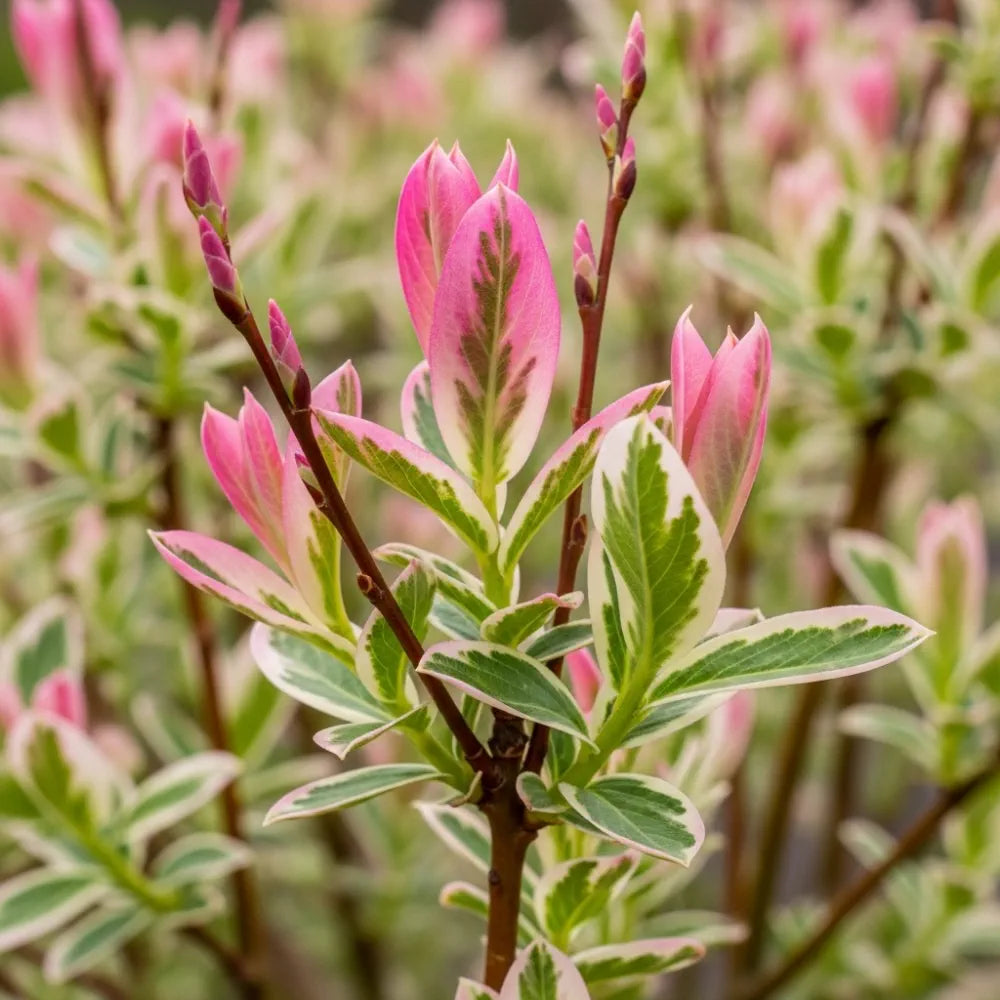 5ft 'Flamingo' Willow Tree | Large Salix Integra Hakuro Nishiki | 5L Pot