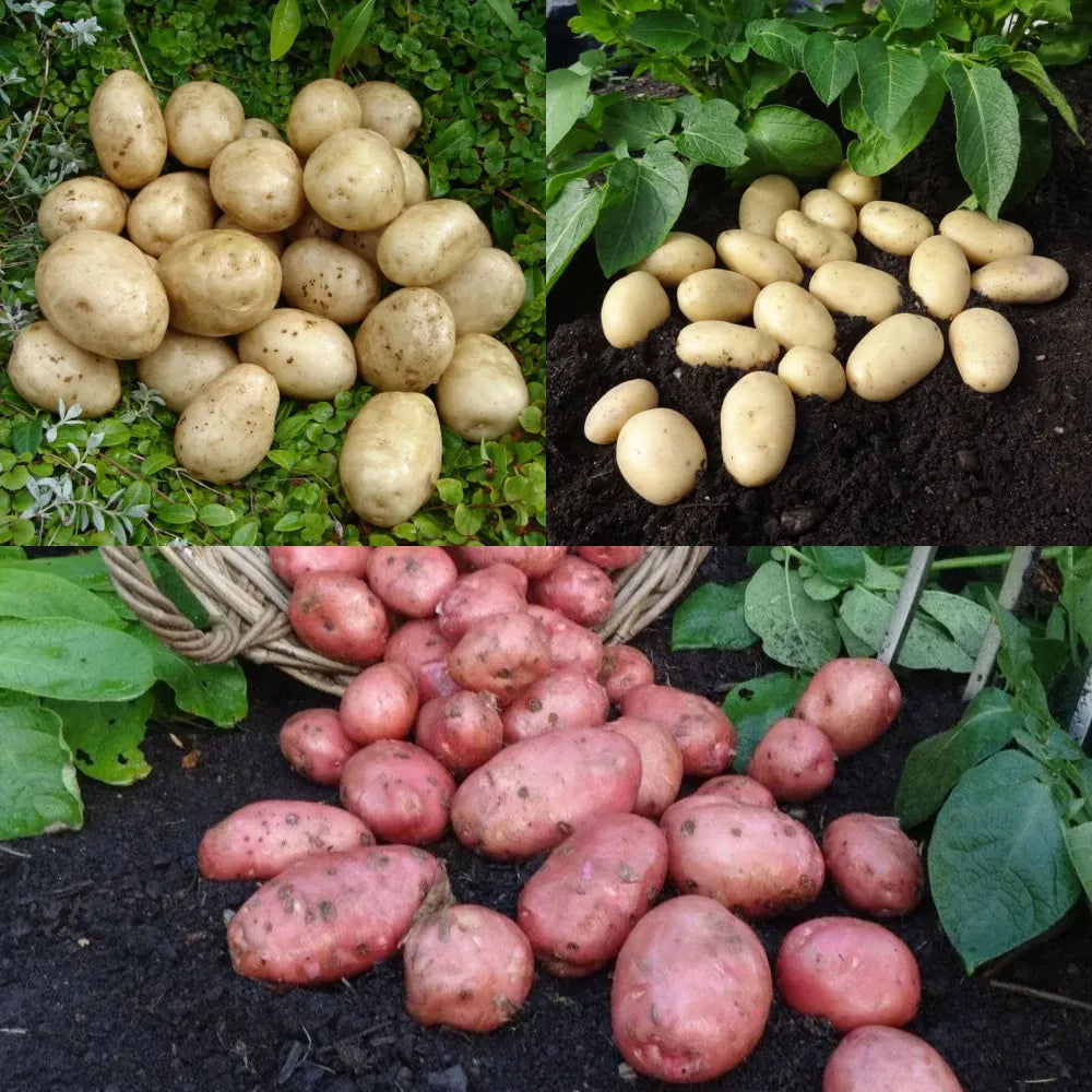 #3 Varieties (3kg Total)
