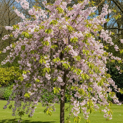 5ft 'Fragrant Cloud' Cherry Blossom Tree | Prunus 'Matsumae-shizuka' | Bare Root | 2 Years Old