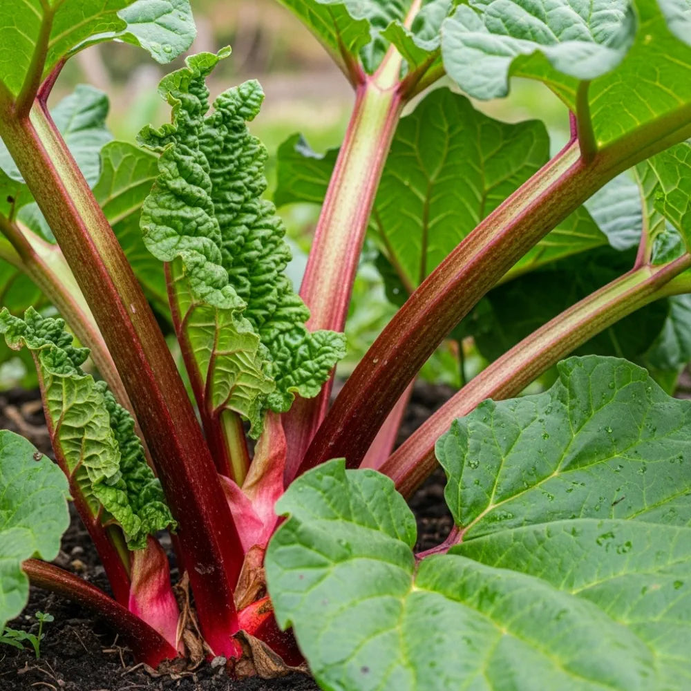 Full Season Rhubarb Collection | 3 x 3L pack