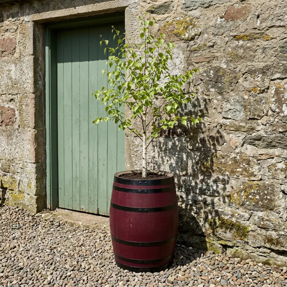 #65-70cm(D) x 90cm(H) Full Barrel
#Burgundy/Black Band
#with Liner
#without Liner