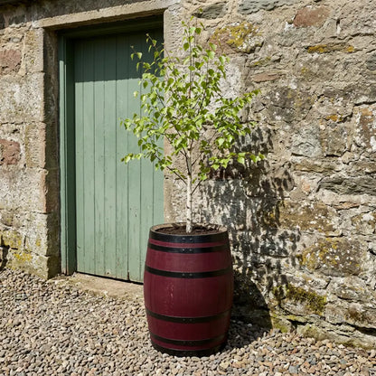 #65-70cm(D) x 90cm(H) Full Barrel
#Burgundy/Black Band
#with Liner
#without Liner