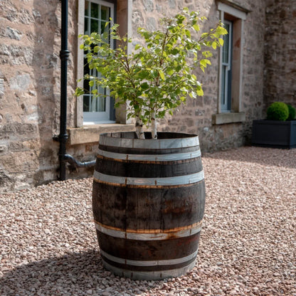 #65-70cm(D) x 90cm(H) Full Barrel
#Natural Timber/Rustic Silver Band
#with Liner
#without Liner