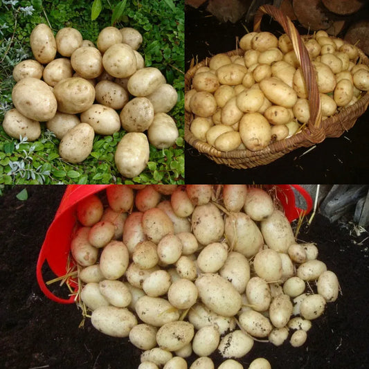 #3 Varieties (3kg Total)