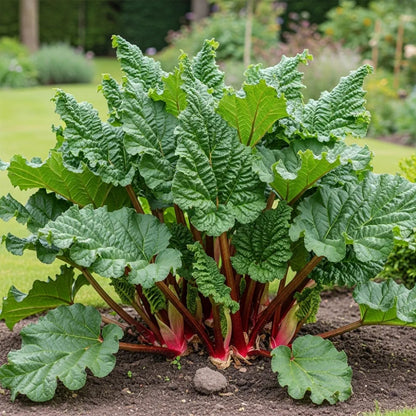 Fulton's Strawberry Surprise' Rhubarb Plant | 3 Bare Root Crowns