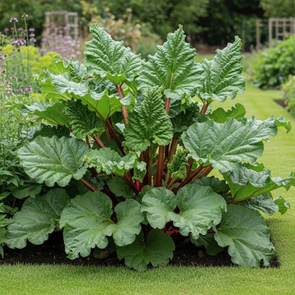 Fulton's Strawberry Surprise' Rhubarb Plant | 9cm pot