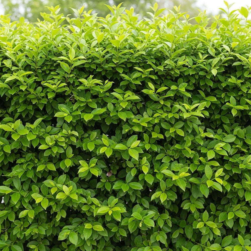 45-60cm Garden Privet Hedging | Ligustrum ovalifolium | Bare Root