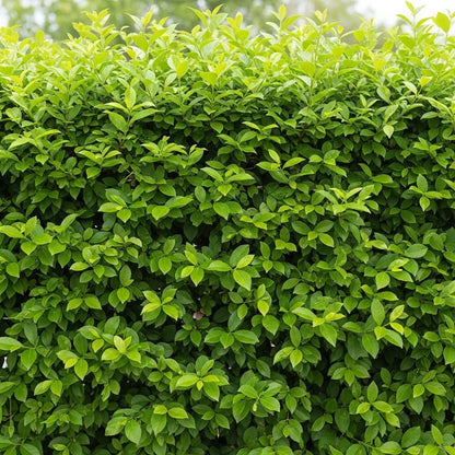 45-60cm Garden Privet Hedging | Ligustrum ovalifolium | Bare Root