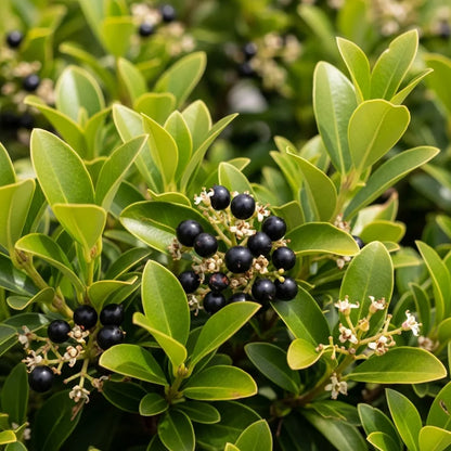 60-90cm Garden Privet Hedging | Ligustrum ovalifolium | Bare Root