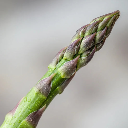 Gijnlim' Asparagus Plant | 5 Bare Root Crowns