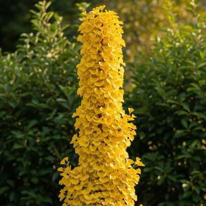 5ft Columnar Gingko | Ginkgo biloba 'Menhir' | 2 Years Old | 9L Pot