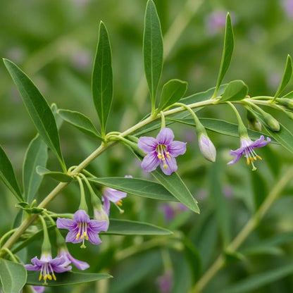 3 Goji Berry Plants | 2L Pots